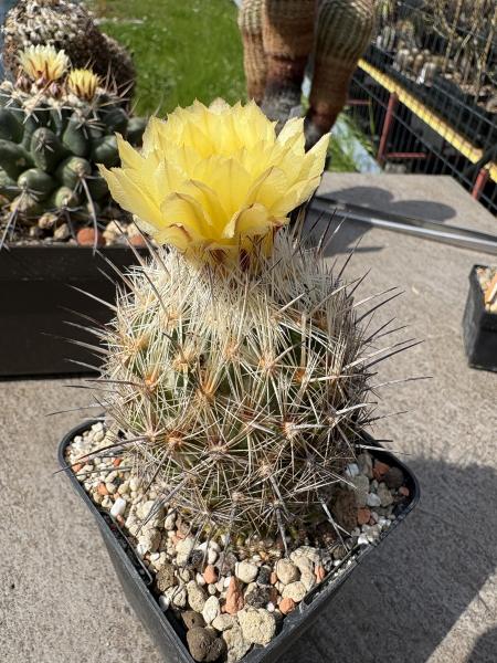 Coryphantha delaetina